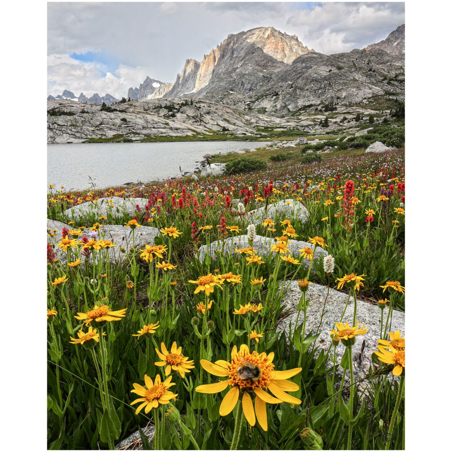 Fremont Peak and Wildflower Bloom with Bee - Wind River Mountains, Wyoming- bp0031 - Photograph Print Poster Picture Photography Landscape