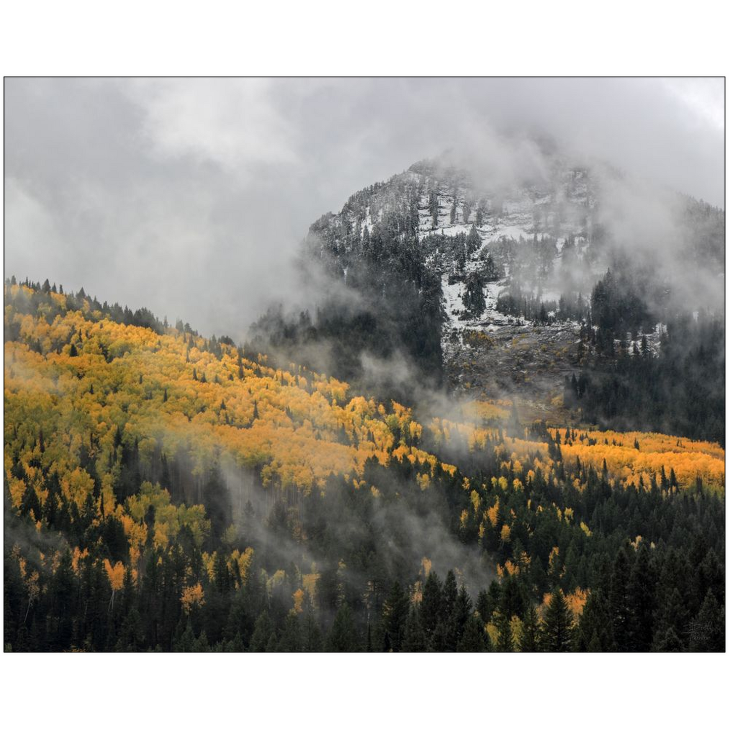 Kessler Peak Aspen Color with Fog and Snow - Big Cottonwood Canyon, Utah - bp0192 - Photograph Print Poster Picture Photography Landscape