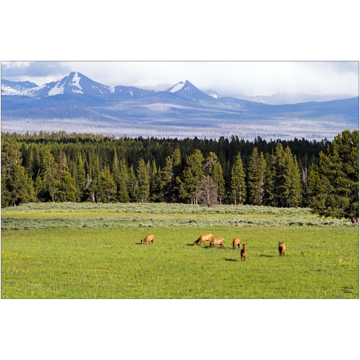 Grazing Elk - Yellowstone National Park, Wyoming - bp0050 - Photograph Print Poster Picture Photography Art Artist Images Landscape