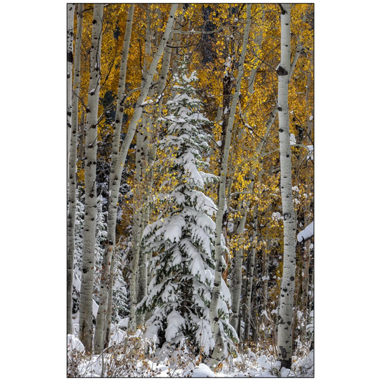 Evergreen with Snow and Aspens in Autumn - Big Cottonwood Canyon, Utah - bp0203 - Photograph Print Poster Picture Photography Images