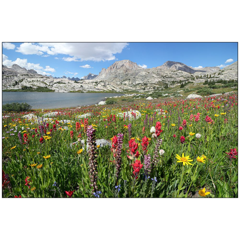 Titcomb Basin Wildflower Explosion Fremont and Jackson Peak  - Wind River Mountains, Wyoming - bp0014 - Photograph Print Picture Landscape