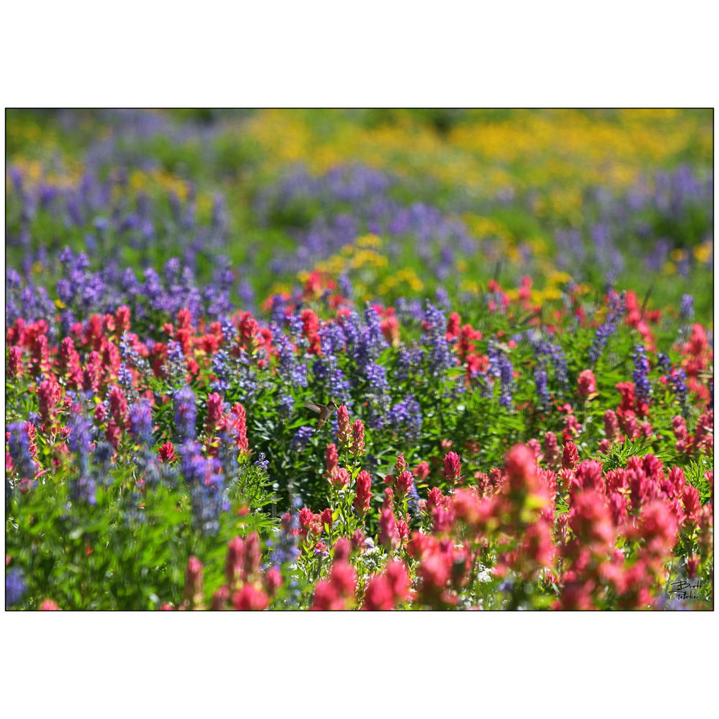 Wildflowers with Hummingbird - Snowbird, Utah - bp0023 - Photograph Print Poster Picture Photography Art Artist Images Landscape