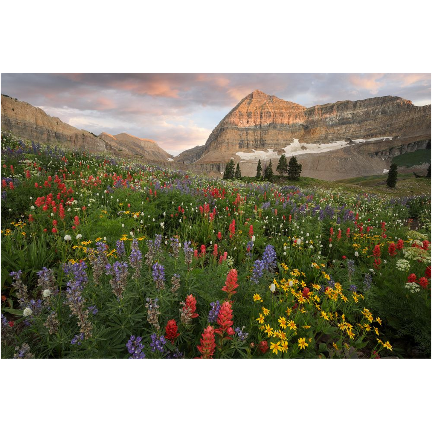 Timpanogos Basin Wildflower Sunset - American Fork Canyon, Utah - bp0216 - Photograph Print Poster Picture Photography Art Artist Landscape