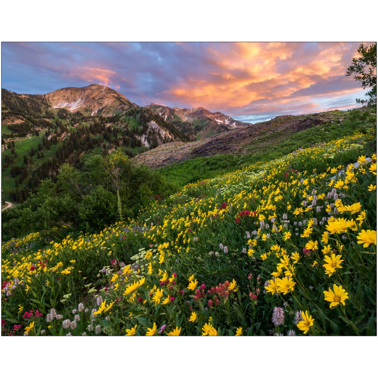 Alta Wildflower Sunset - Alta, Utah - bp0003 - Photograph Print Poster Picture Landscape Photography Art Artist