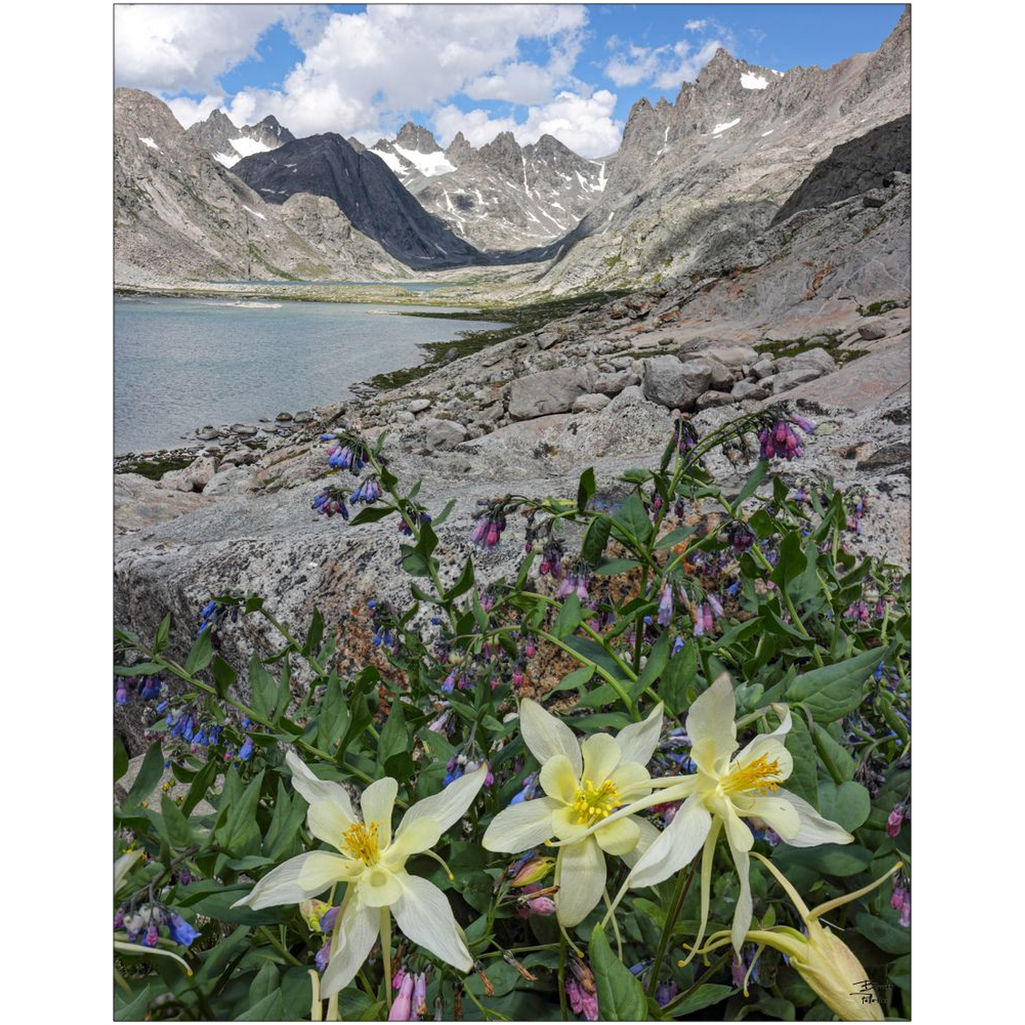 Titcomb Basin Columbine Flowers - Wind River Mountains, Wyoming- bp0013 - Photograph Print Poster Picture Photography Art Landscape